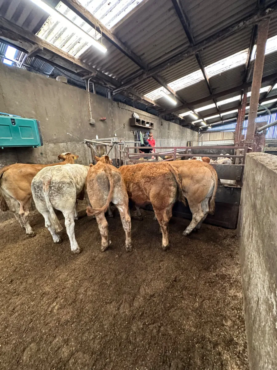 Lim and Charolais bullocks - Image 4