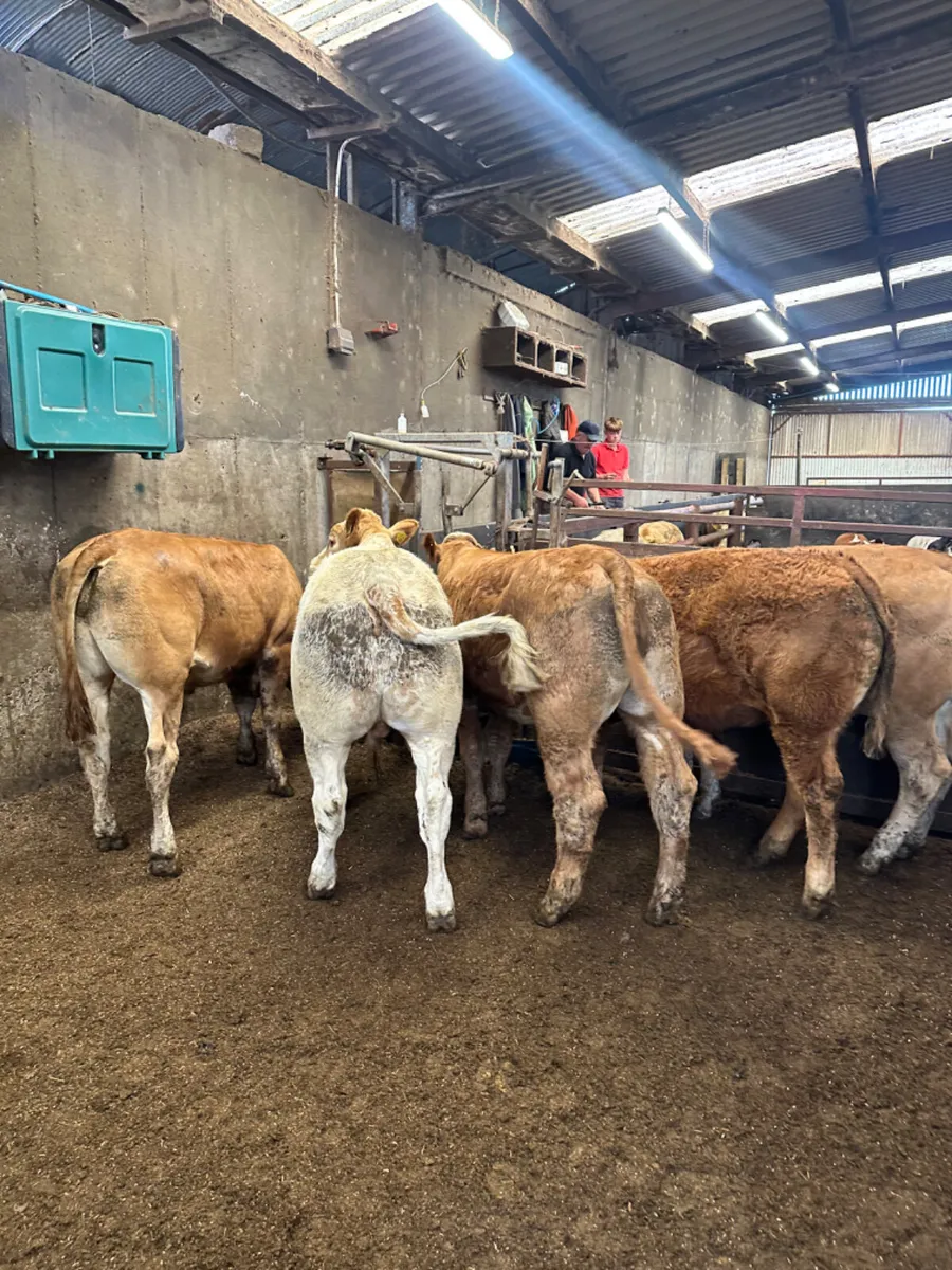 Lim and Charolais bullocks - Image 1