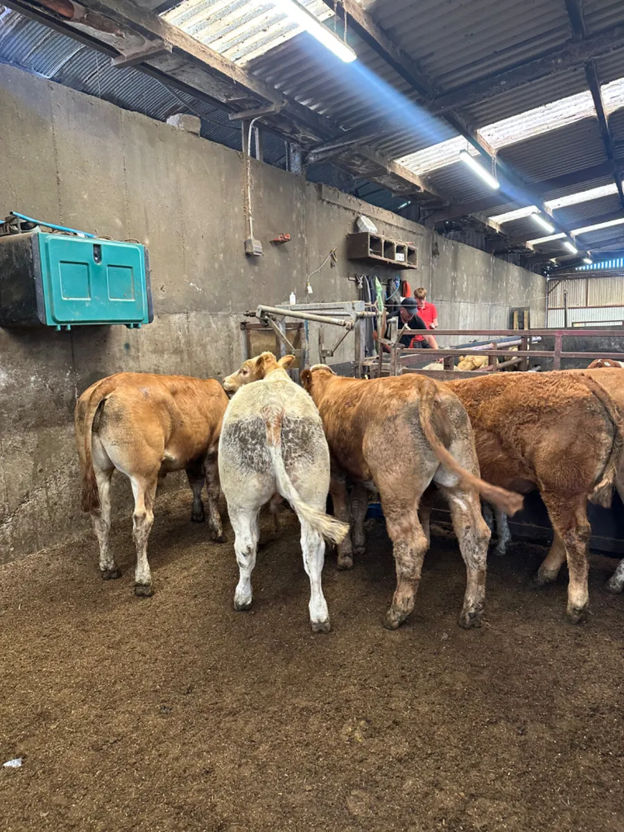 Lim and Charolais bullocks - Image 3