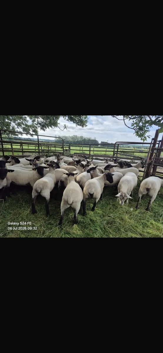40 strong Suffolk cross hoggets - Image 1