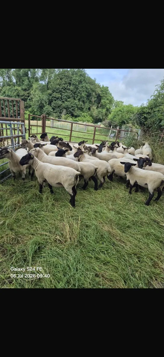 40 strong Suffolk cross hoggets - Image 2
