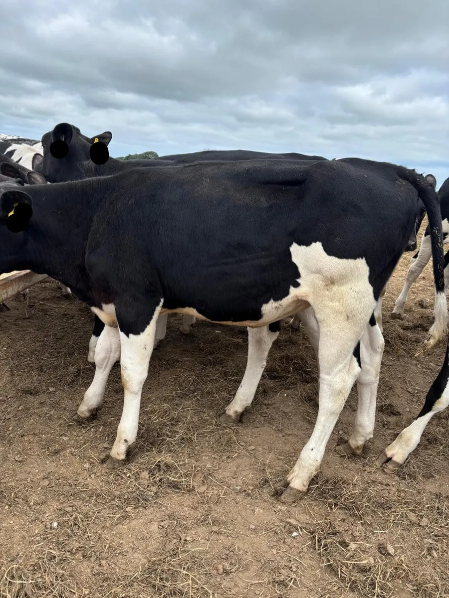 Spring born 2026 British Dairy heifers - Image 2