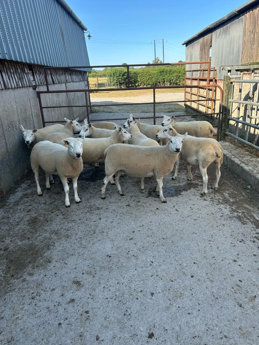 11 Quality belclare/texel hogget ewes - Image 1