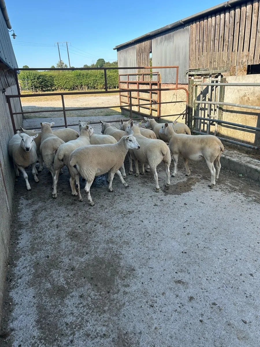 11 Quality belclare/texel hogget ewes - Image 2