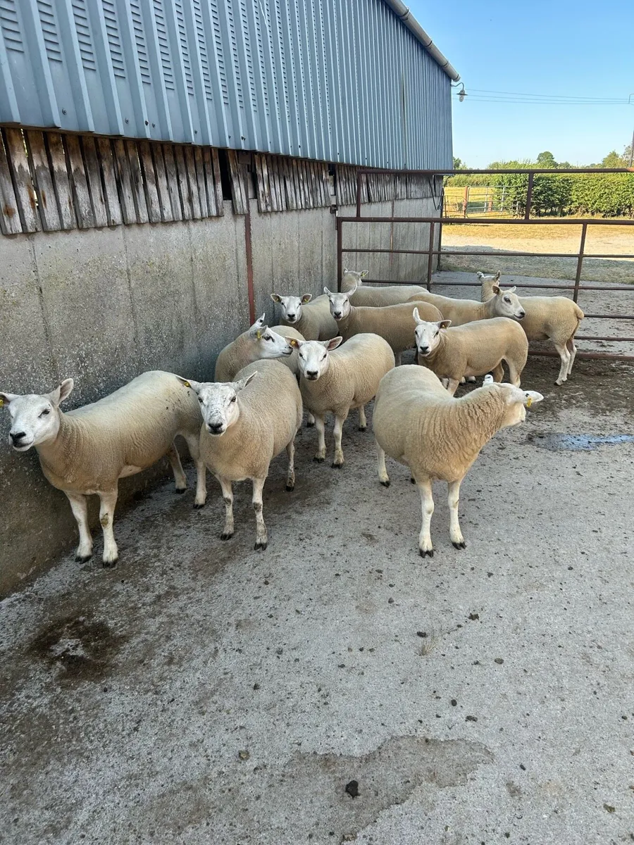 11 Quality belclare/texel hogget ewes - Image 3