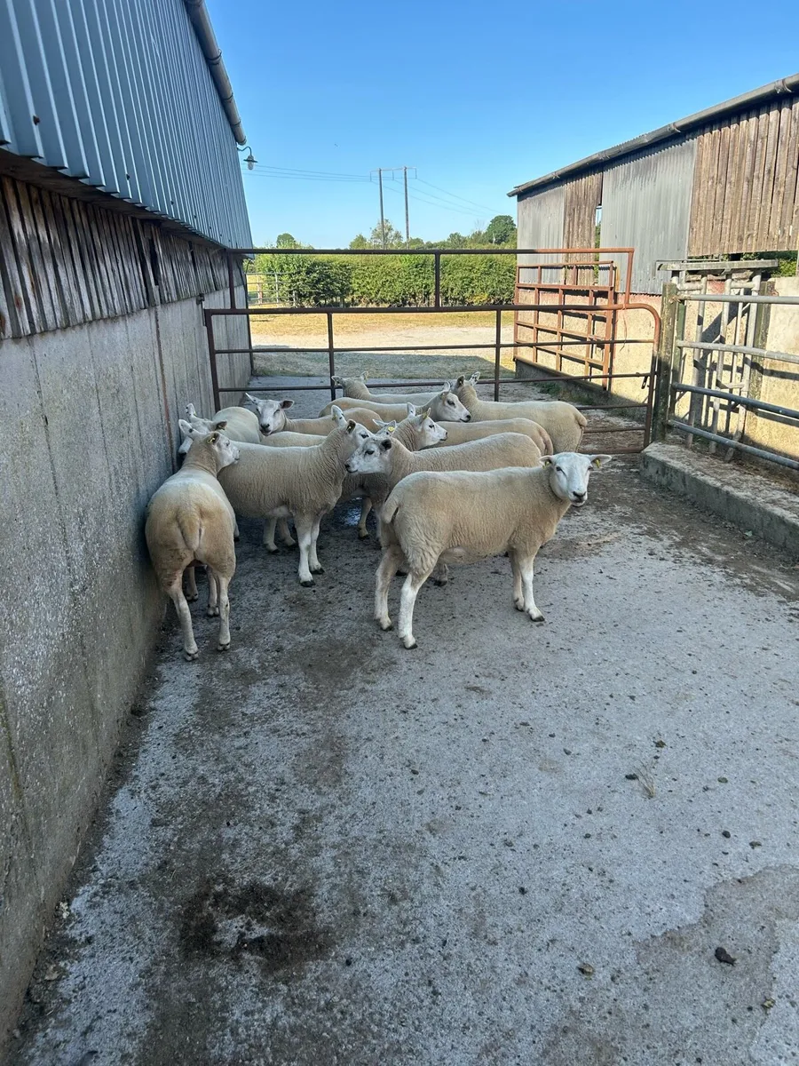 11 Quality belclare/texel hogget ewes - Image 4
