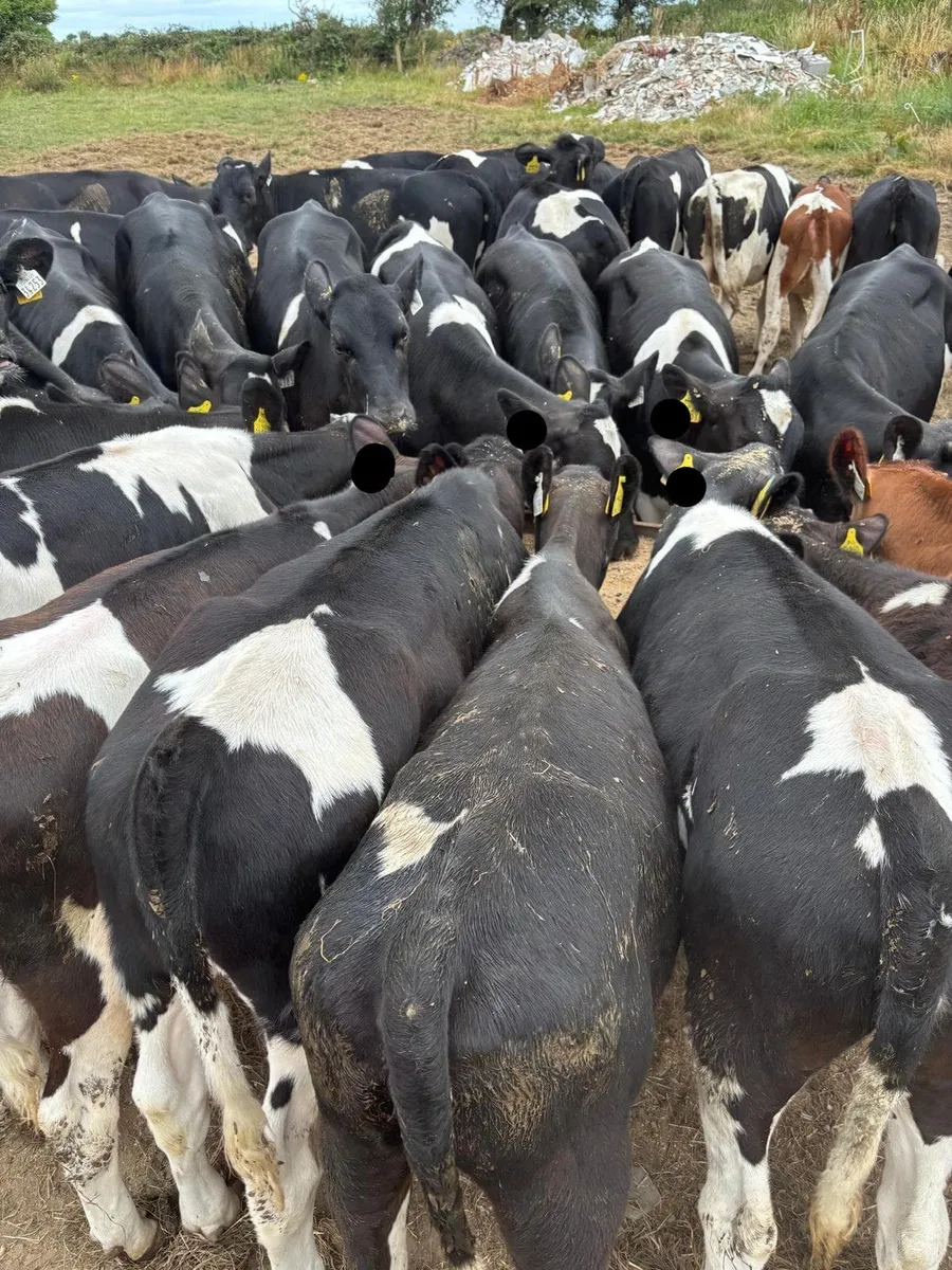 Spring born 2026 British Dairy heifers - Image 3