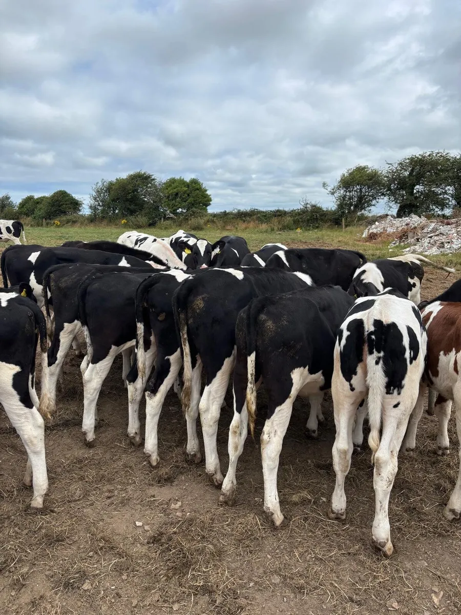 Spring born 2026 British Dairy heifers - Image 1