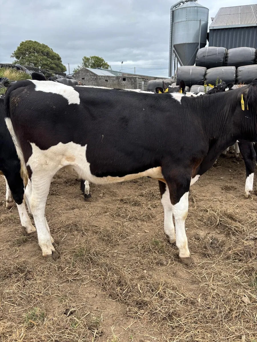 Spring born 2026 British Dairy heifers - Image 4