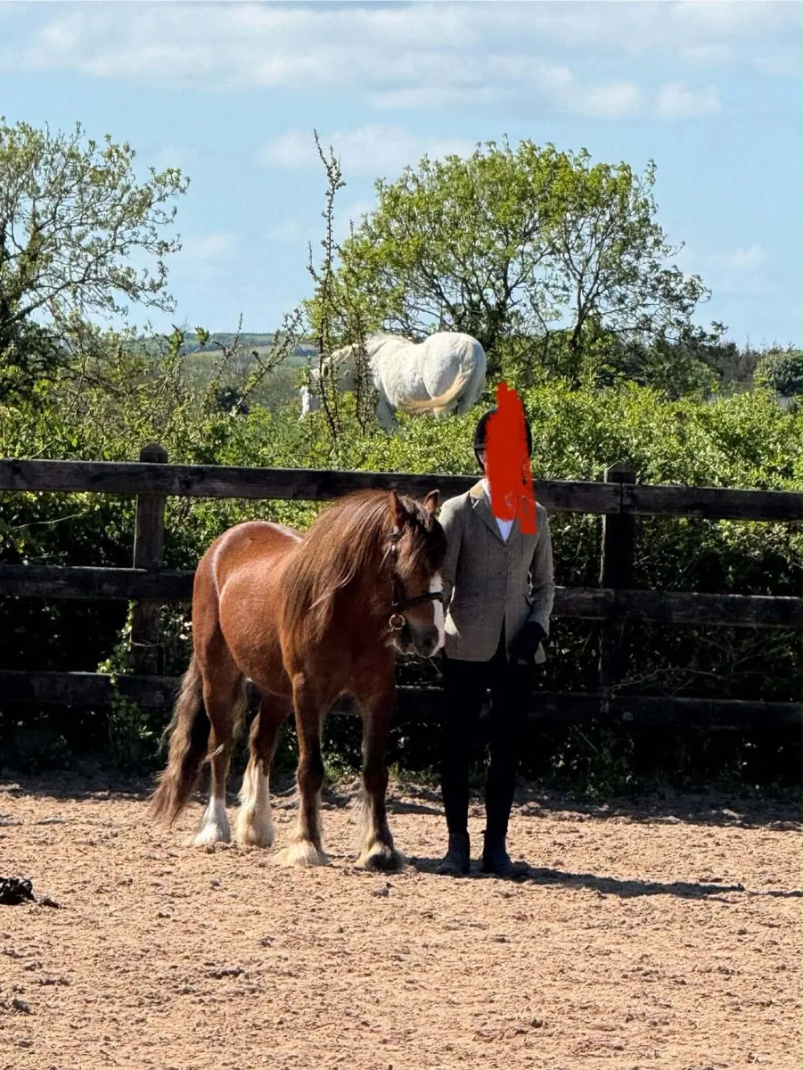 12.2 gelding pony for sale very sweet and sensible - Image 2
