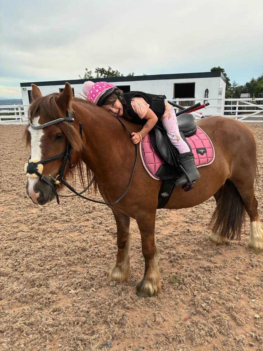 12.2 gelding pony for sale very sweet and sensible - Image 1
