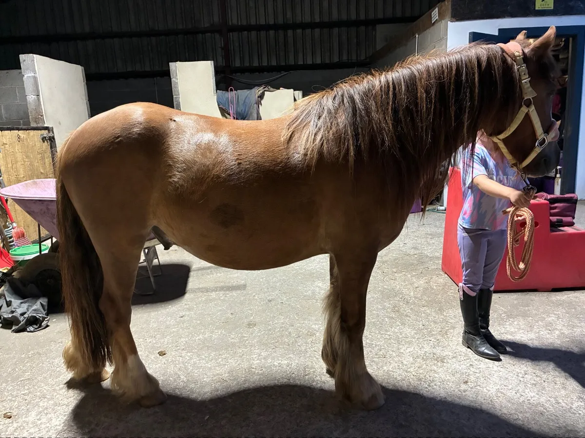 12.2 gelding pony for sale very sweet and sensible - Image 4