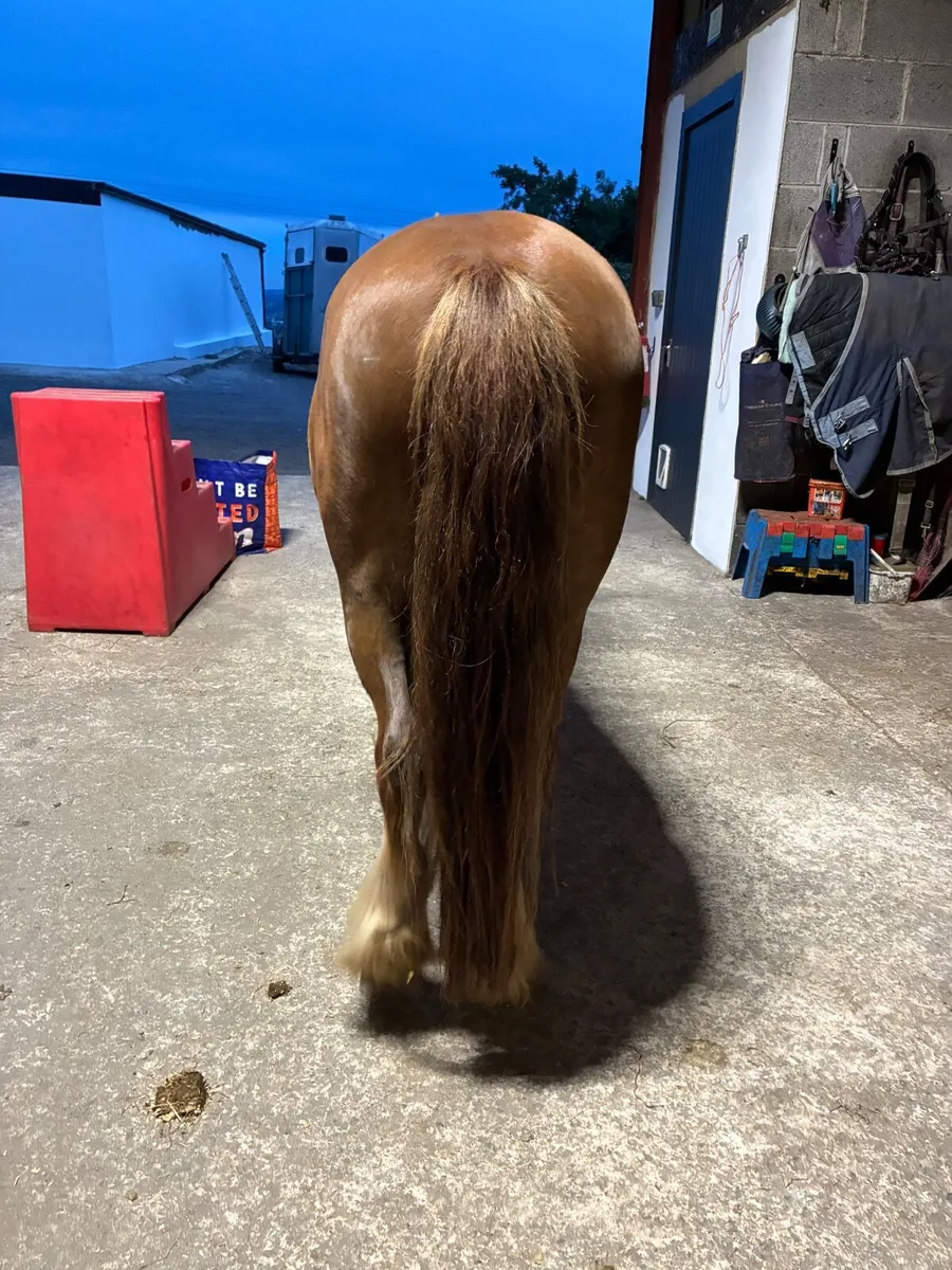 12.2 gelding pony for sale very sweet and sensible - Image 3