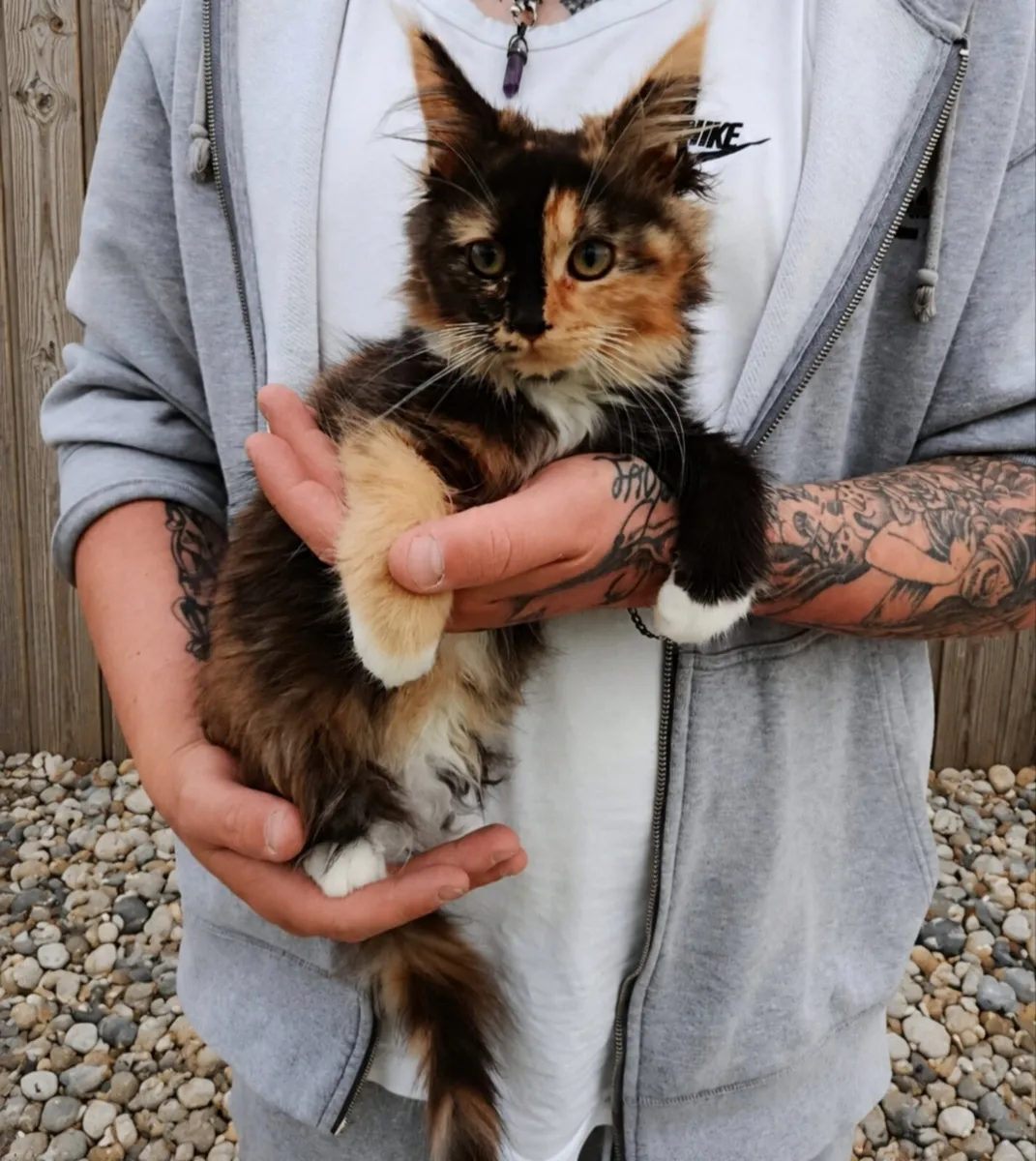 Maine coon kittens - Image 1