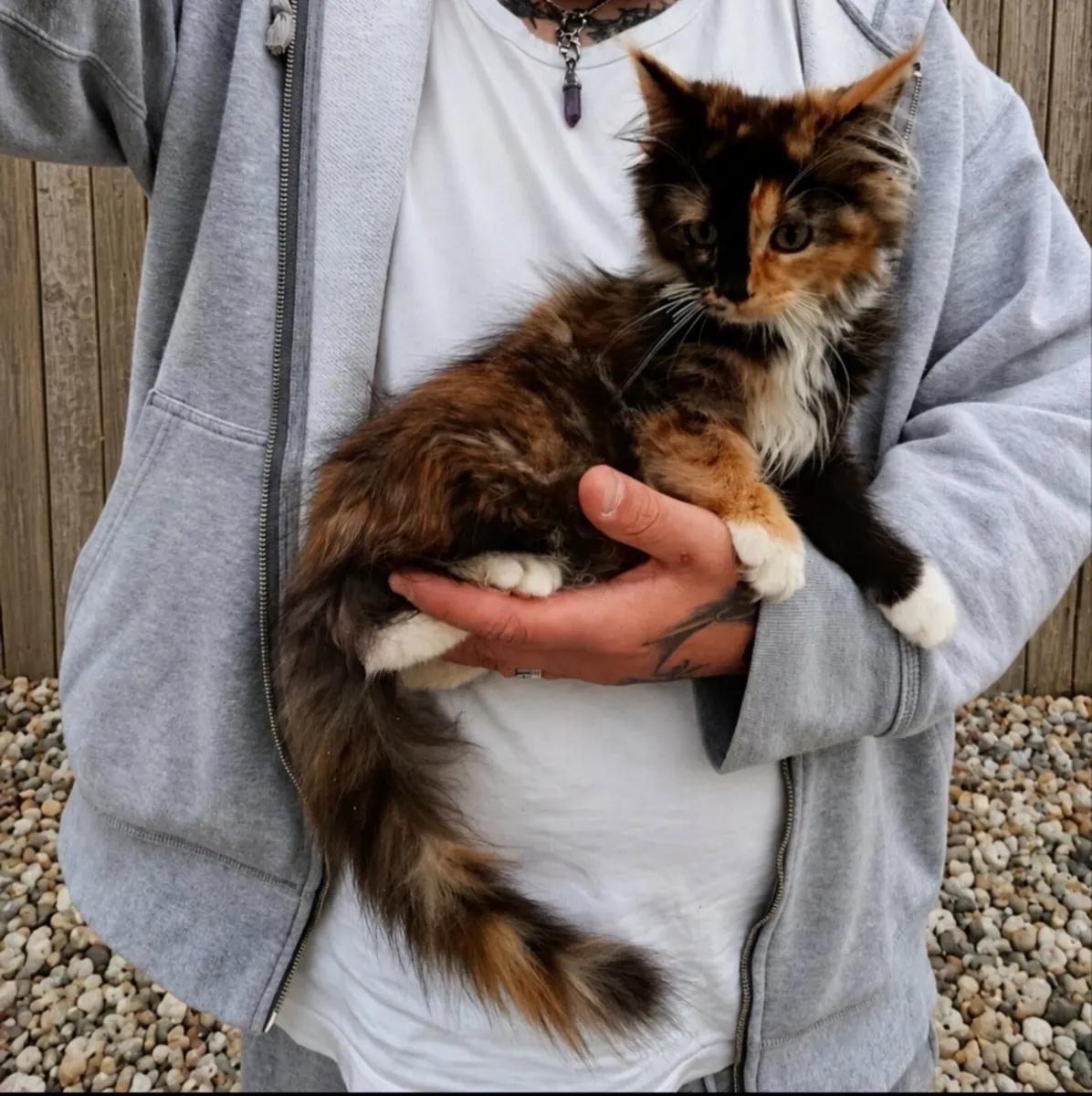 Maine coon kittens - Image 2