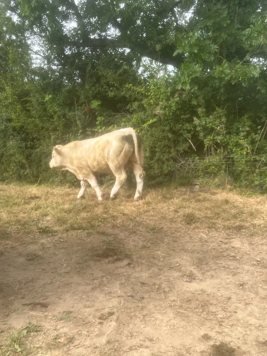 5 star Charlaois bull - Image 4