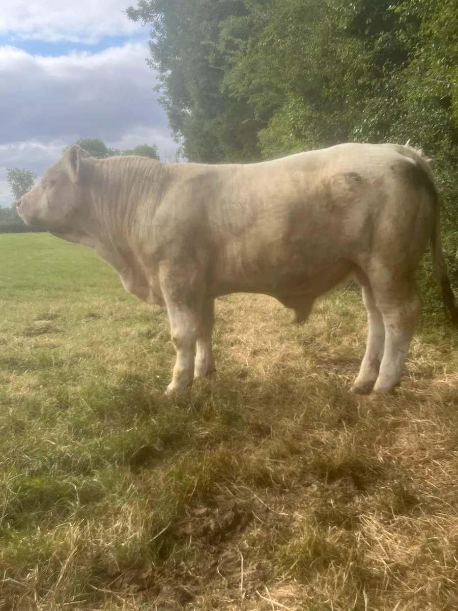 5 star Charlaois bull - Image 1