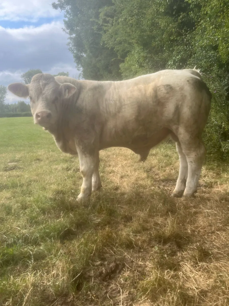 5 star Charlaois bull - Image 2