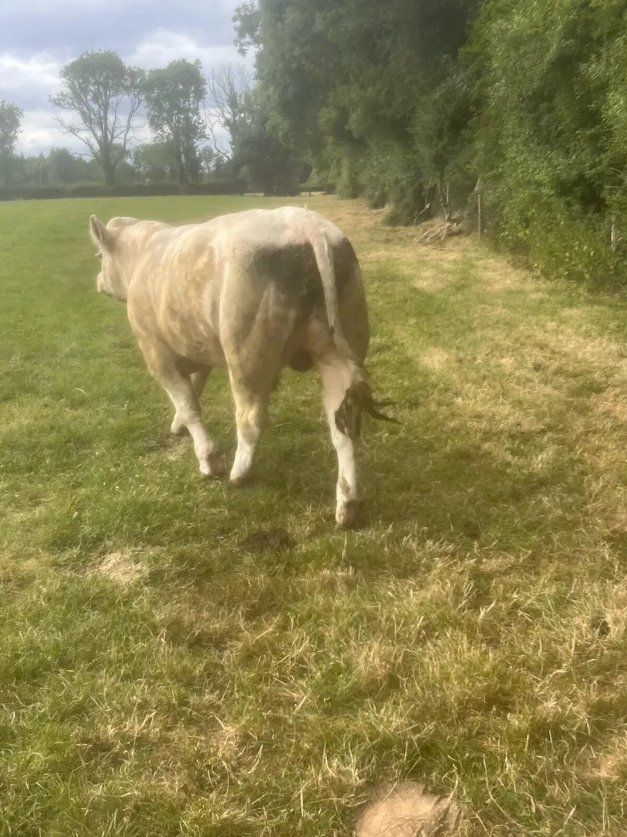 5 star Charlaois bull - Image 3