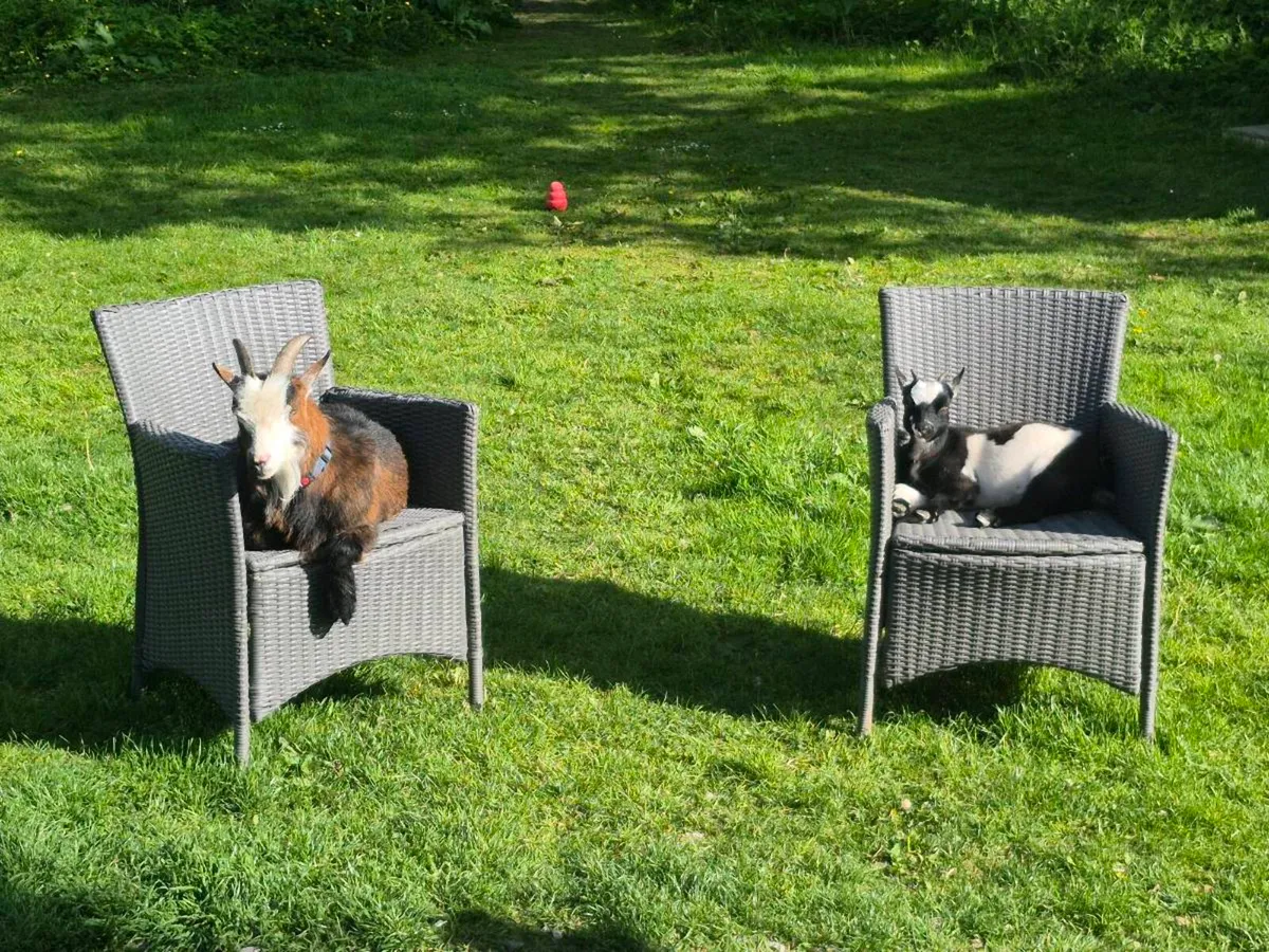 Pygmy Goats - Image 2