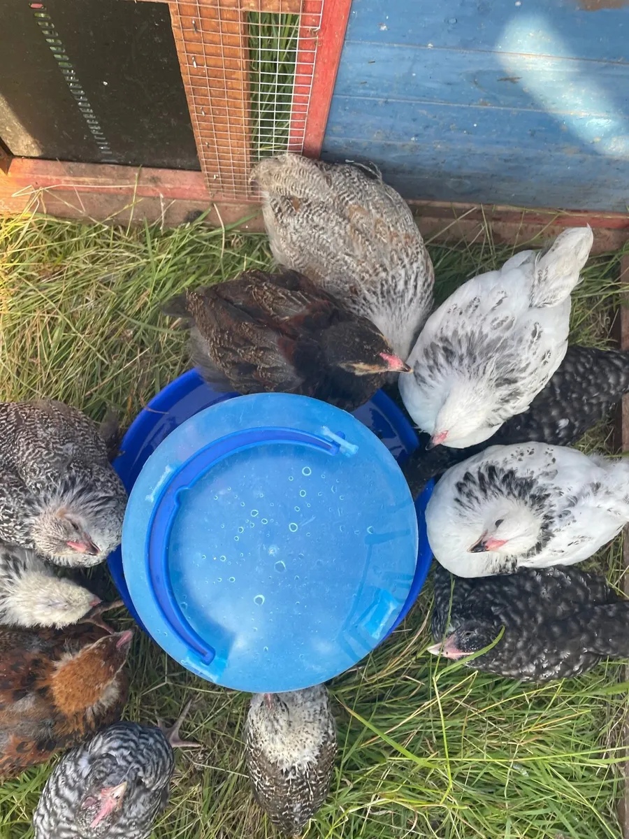Brahma chicks - Image 1