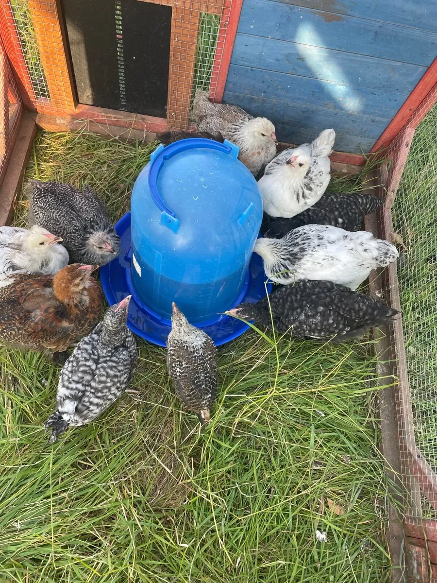 Brahma chicks - Image 2