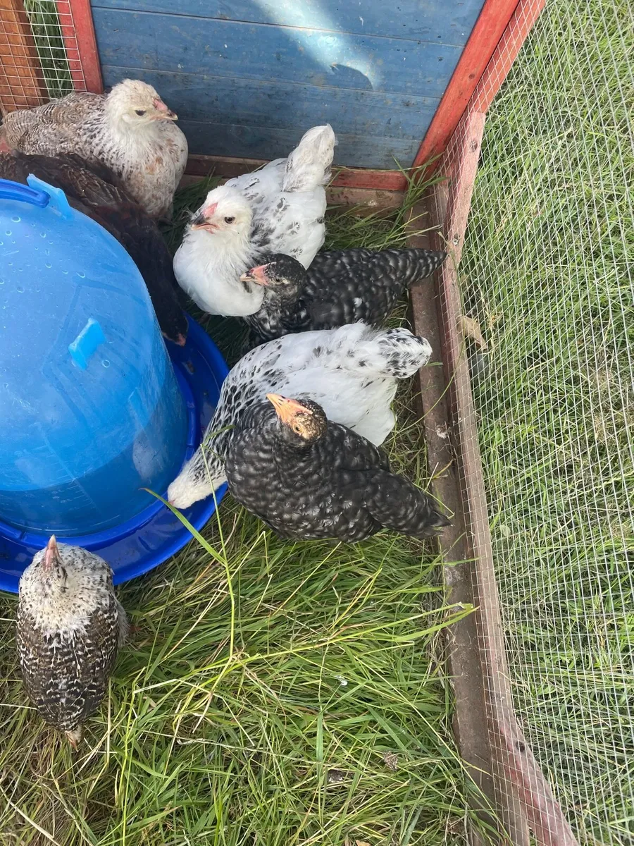 Brahma chicks - Image 3