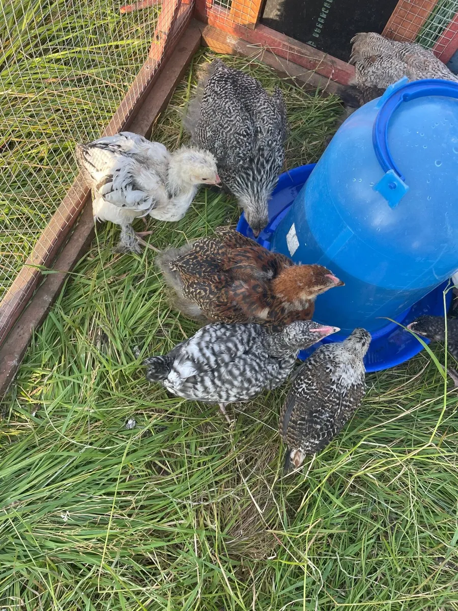 Brahma chicks - Image 4