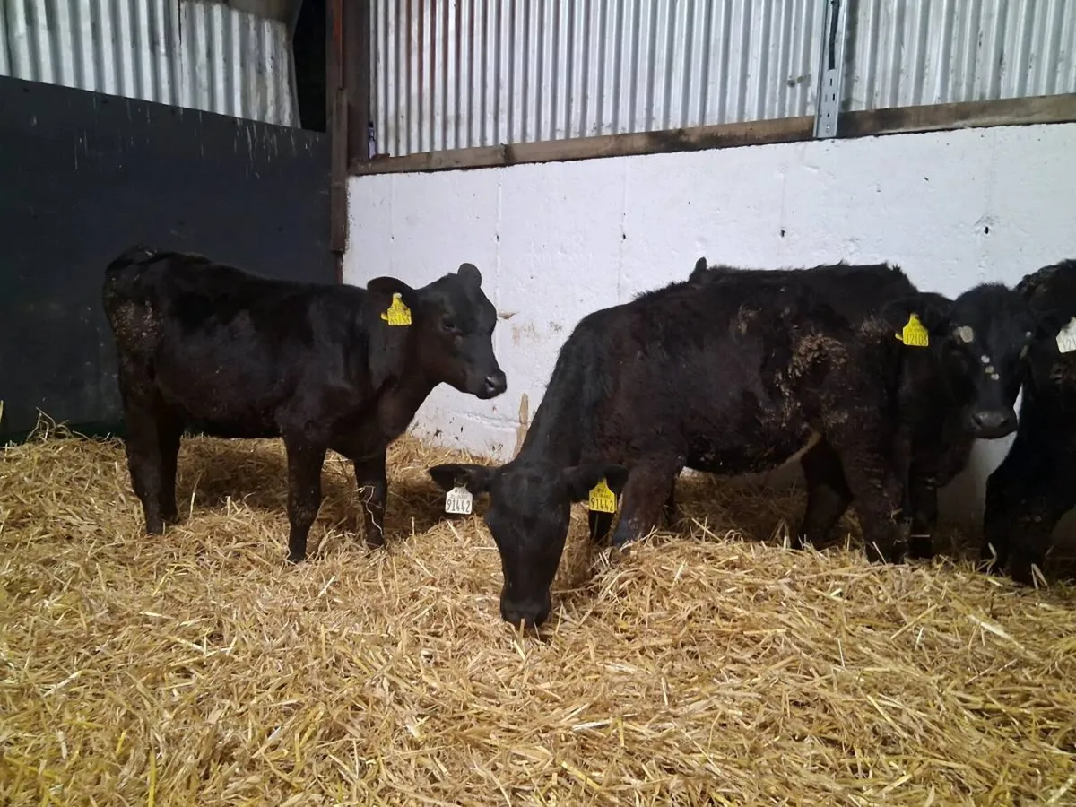 Angus Heifers - Image 2