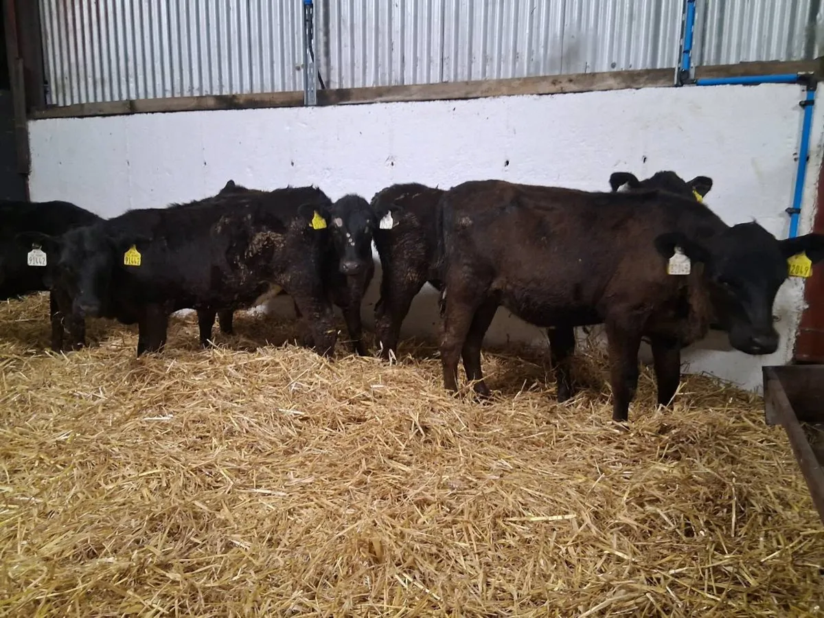 Angus Heifers - Image 3