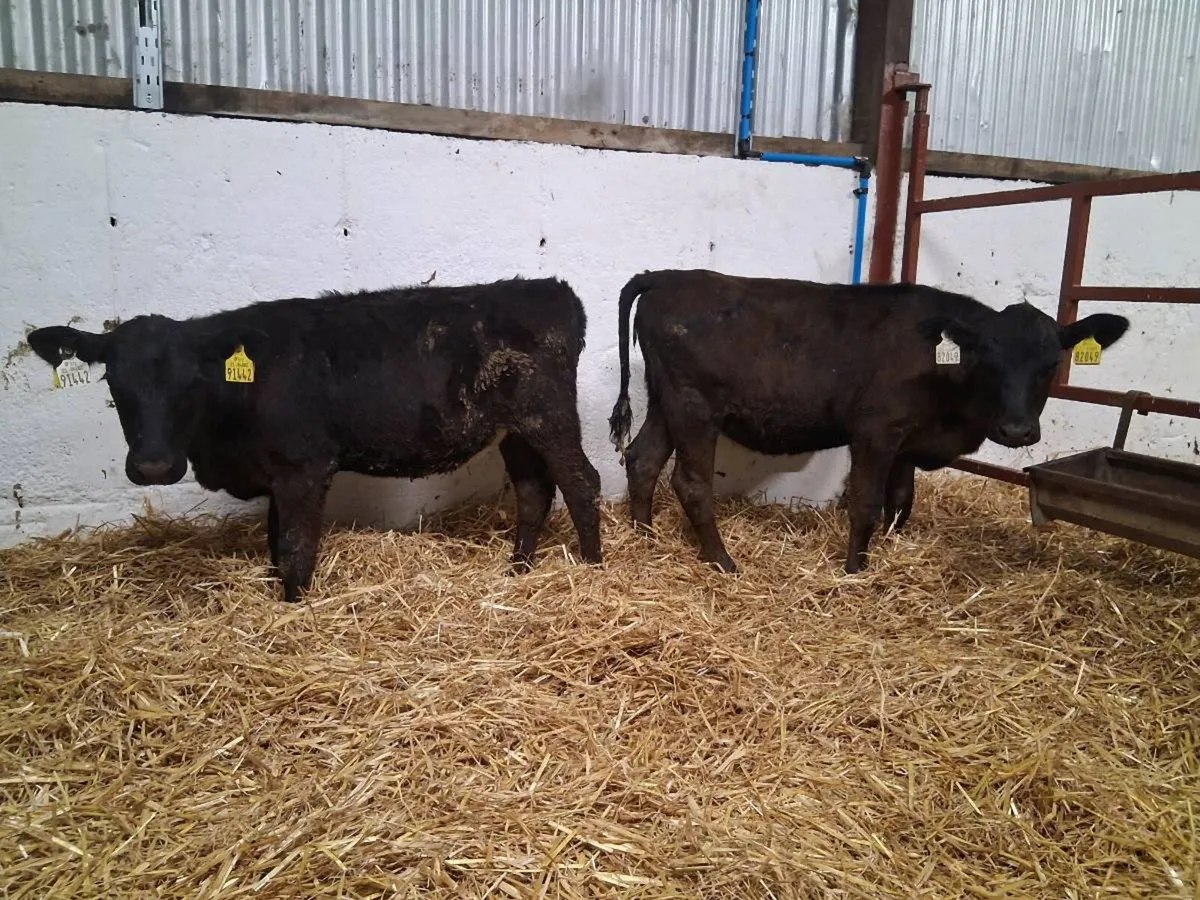 Angus Heifers - Image 4