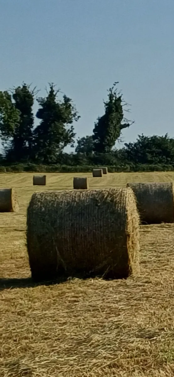 Round bales of hay