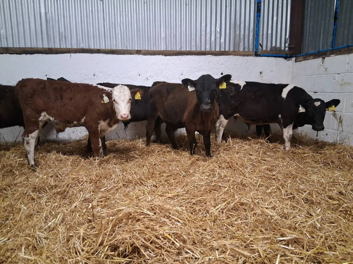 6 Bull Runners - Image 1