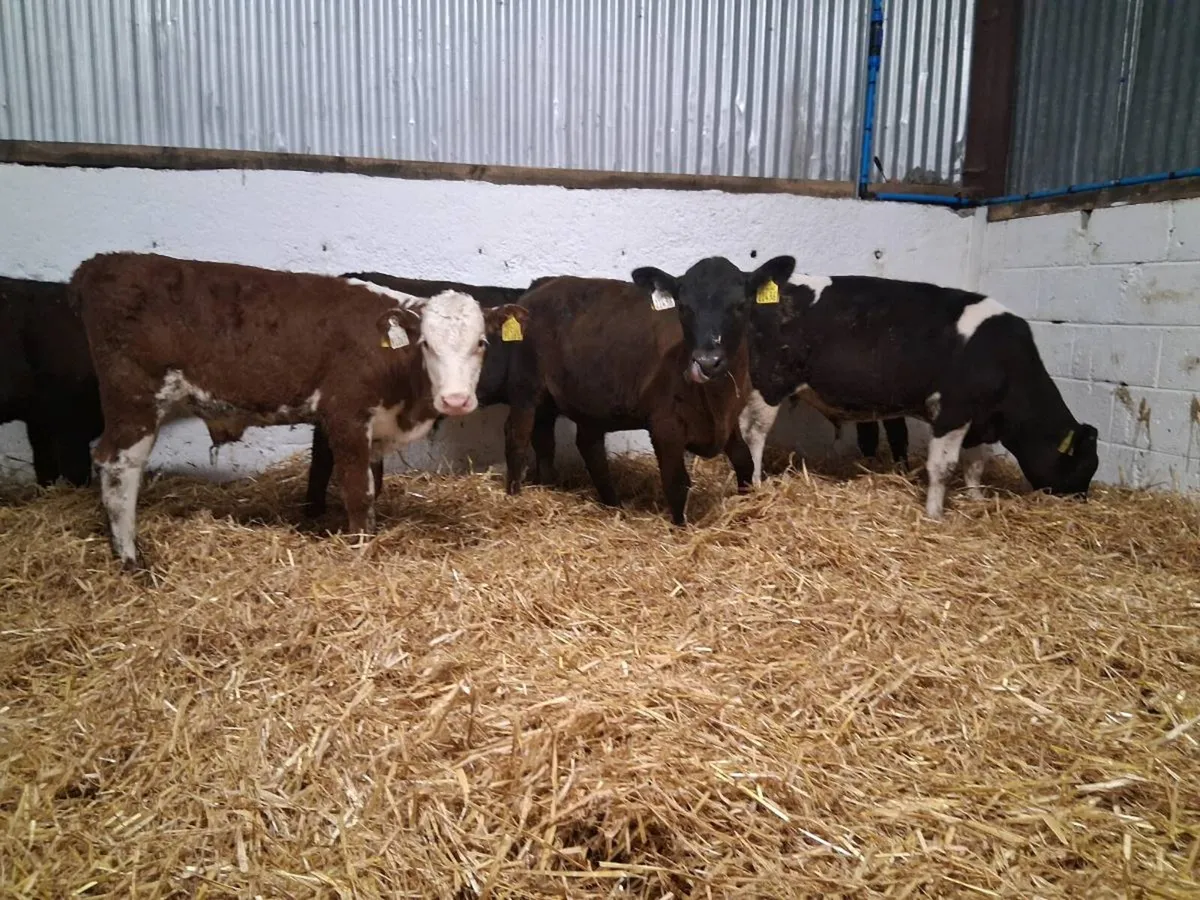 6 Bull Runners - Image 4