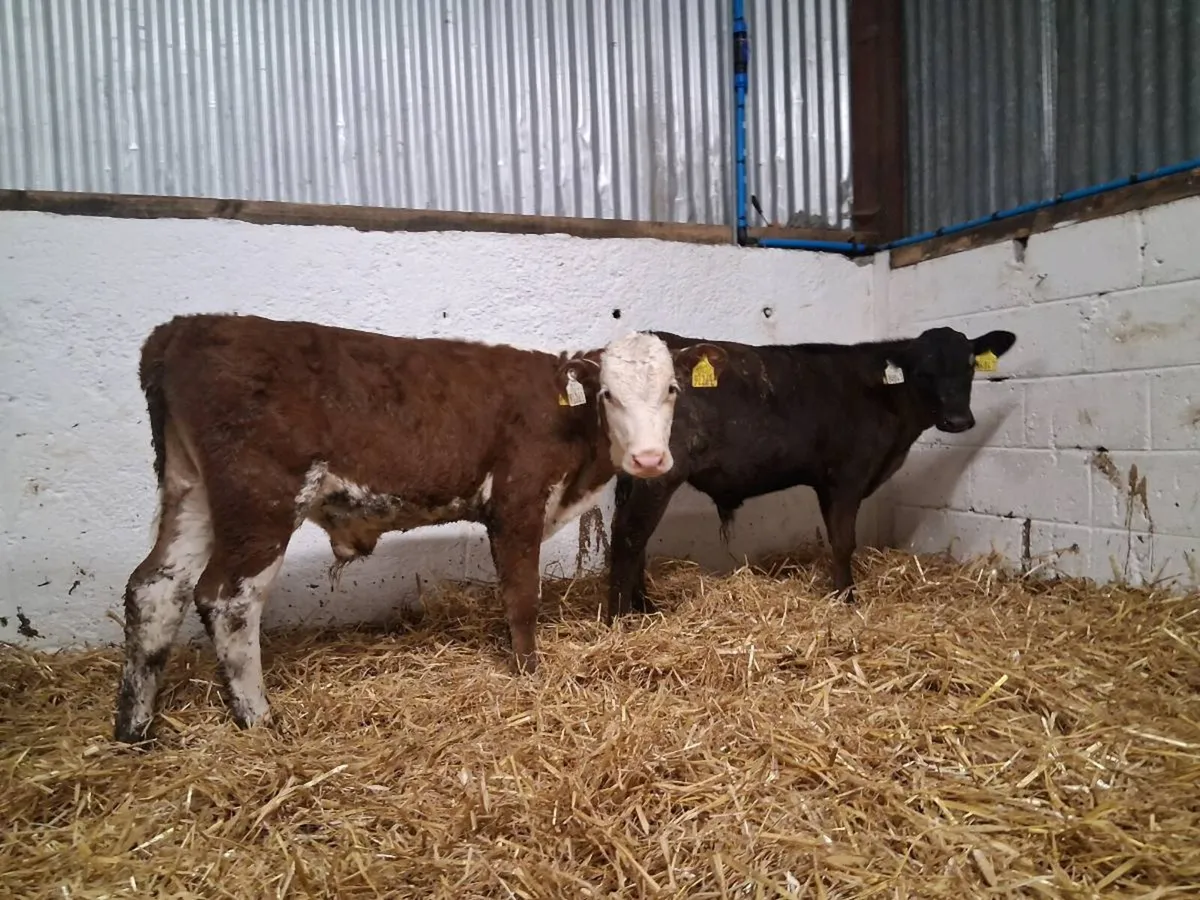 6 Bull Runners - Image 2