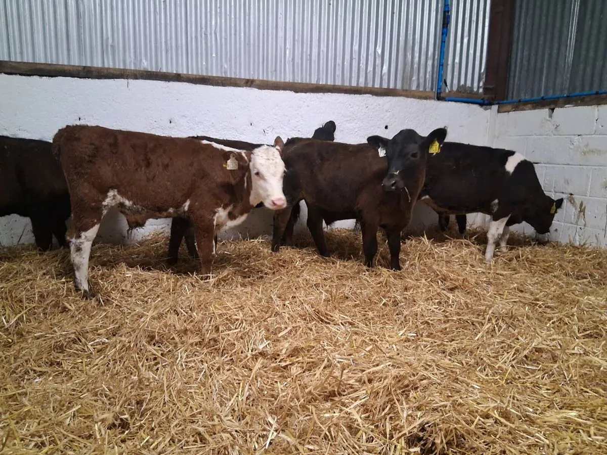 6 Bull Runners - Image 3