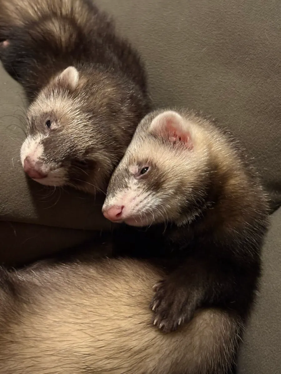 2x ferrets - Image 1