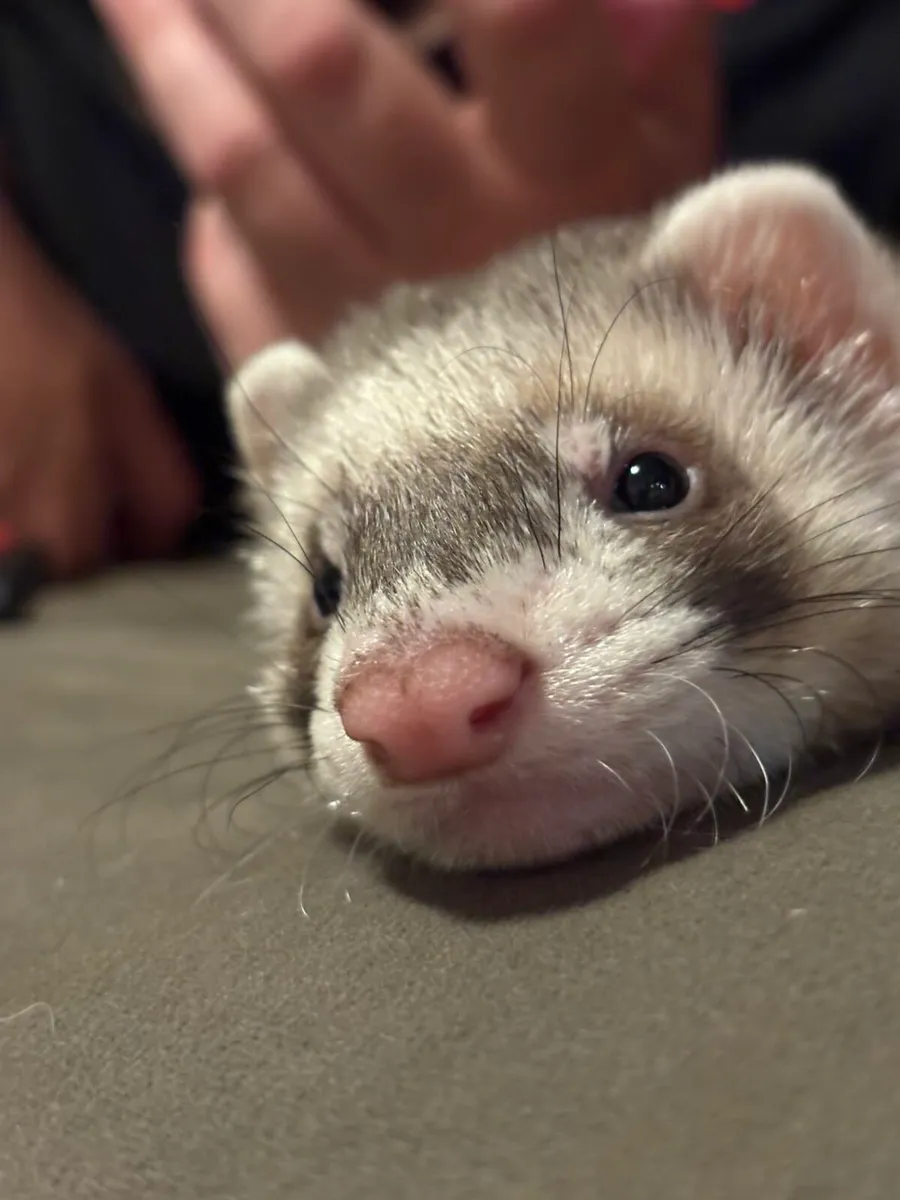 2x ferrets - Image 2