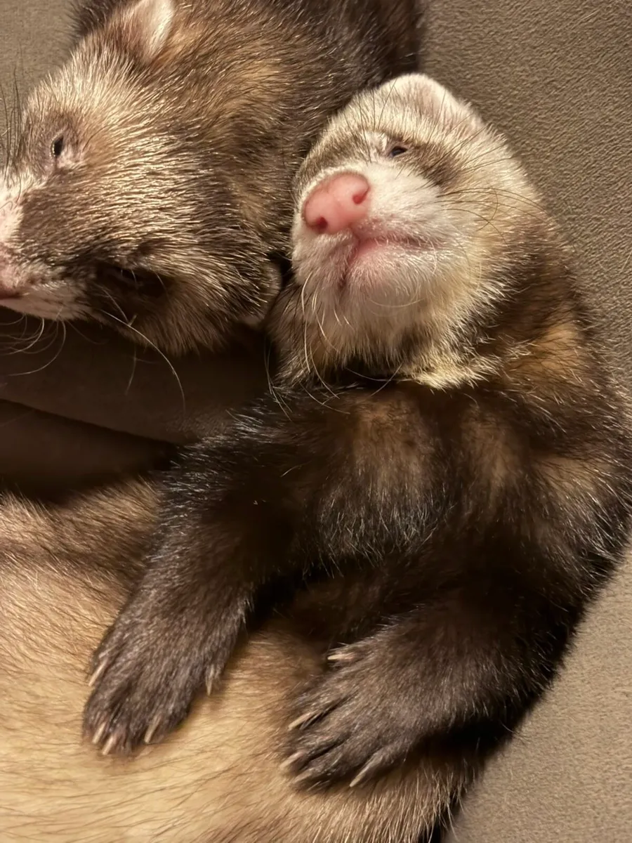 2x ferrets - Image 3