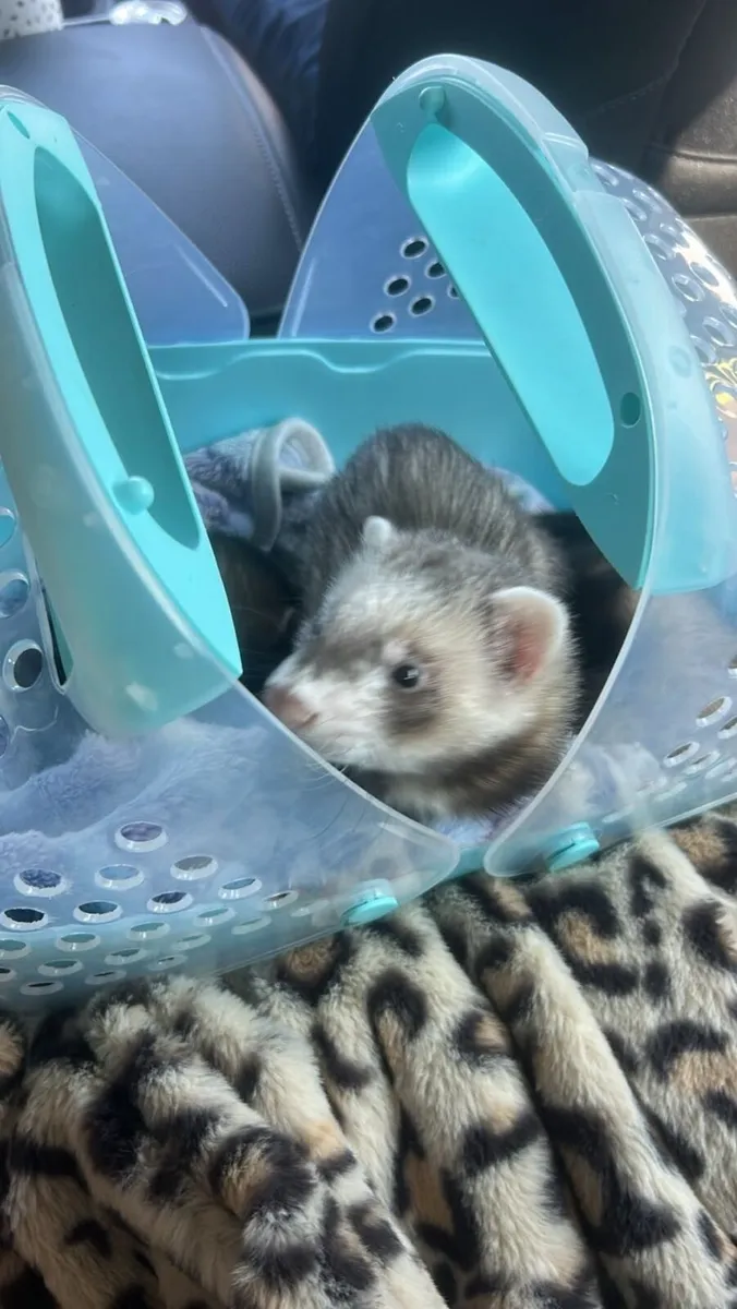 2x ferrets - Image 4
