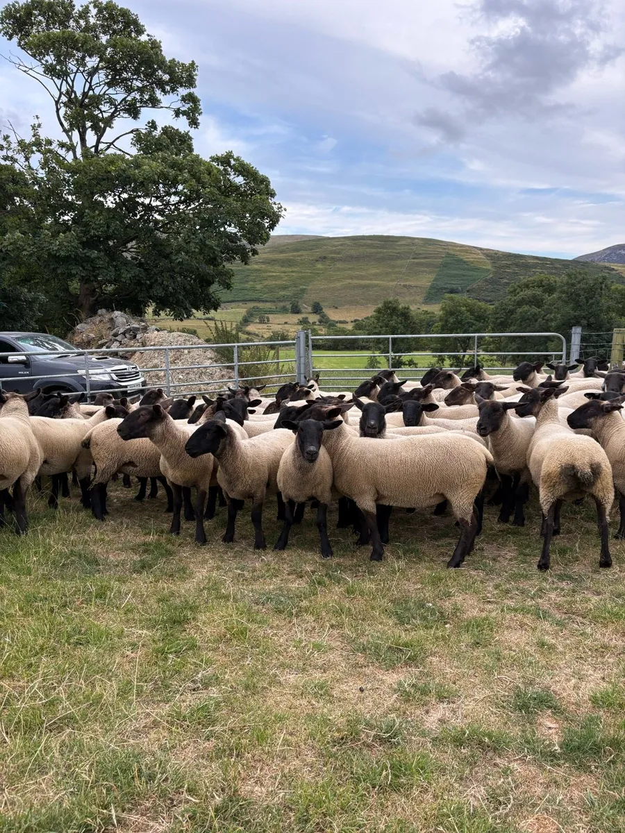 🐑🔥 🔥 Suffolk mule Hoggets 🔥🔥🐑 - Image 4