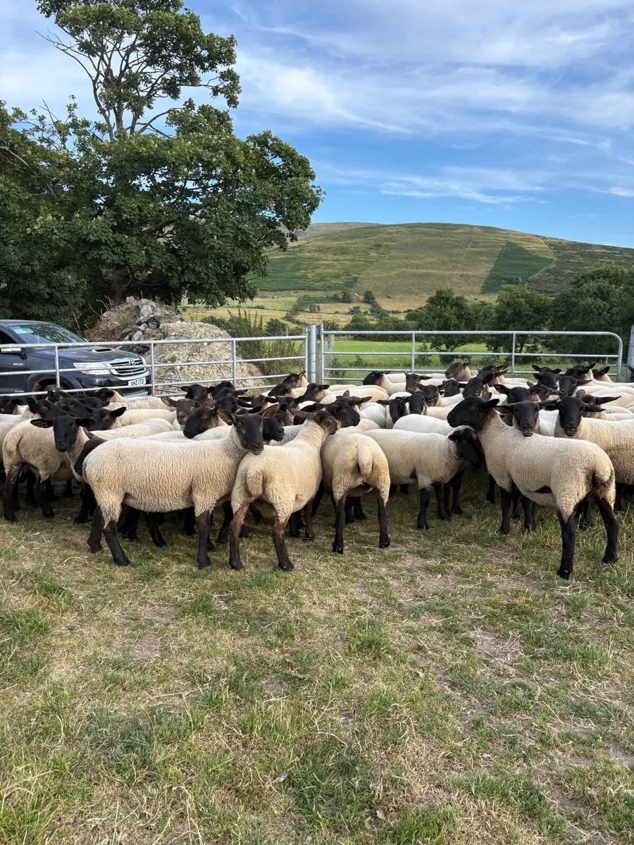 🐑🔥 🔥 Suffolk mule Hoggets 🔥🔥🐑 - Image 1