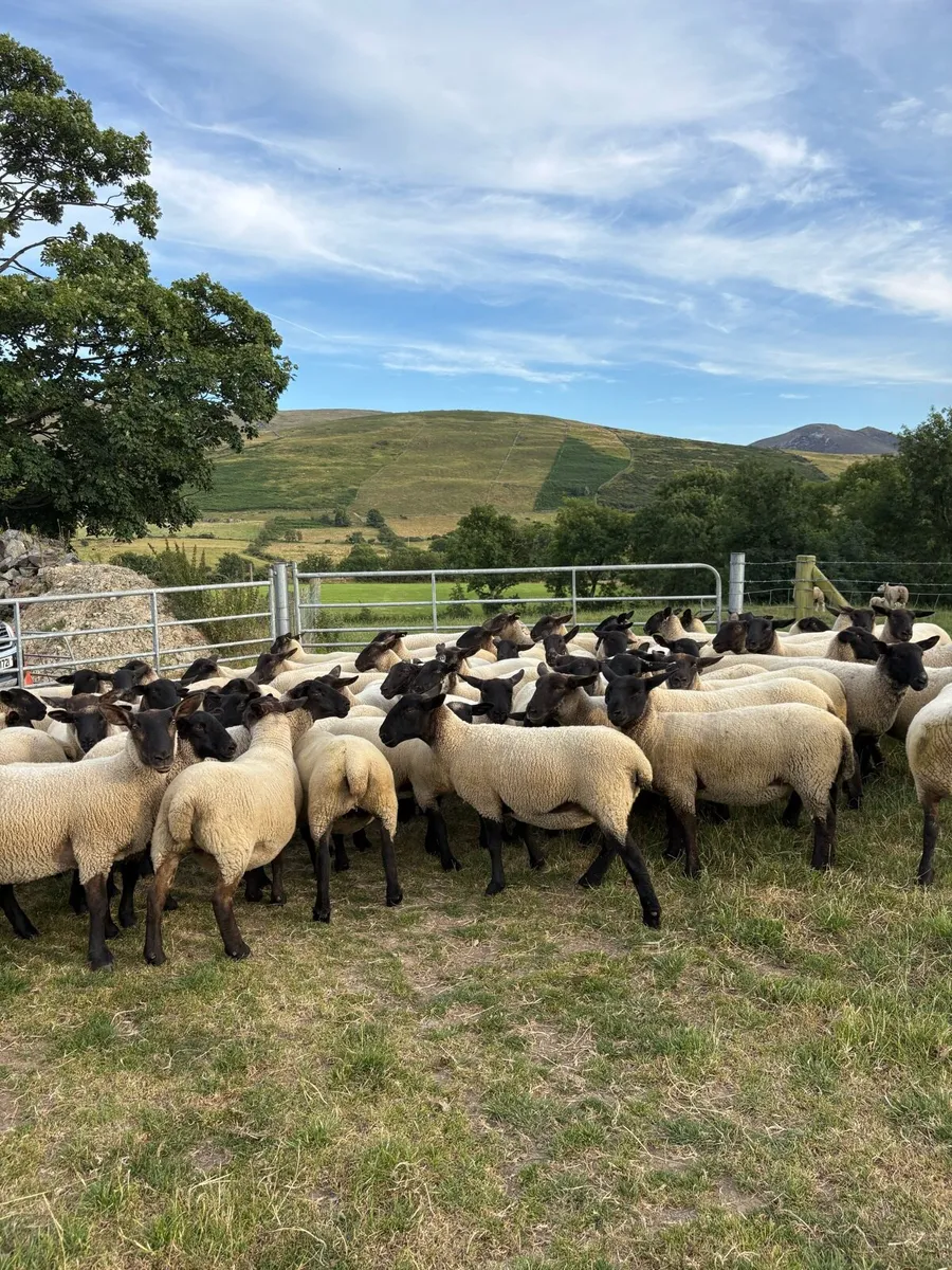 🐑🔥 🔥 Suffolk mule Hoggets 🔥🔥🐑 - Image 2