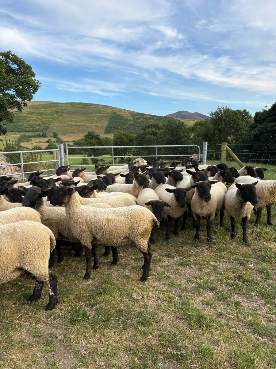 🐑🔥 🔥 Suffolk mule Hoggets 🔥🔥🐑 - Image 3