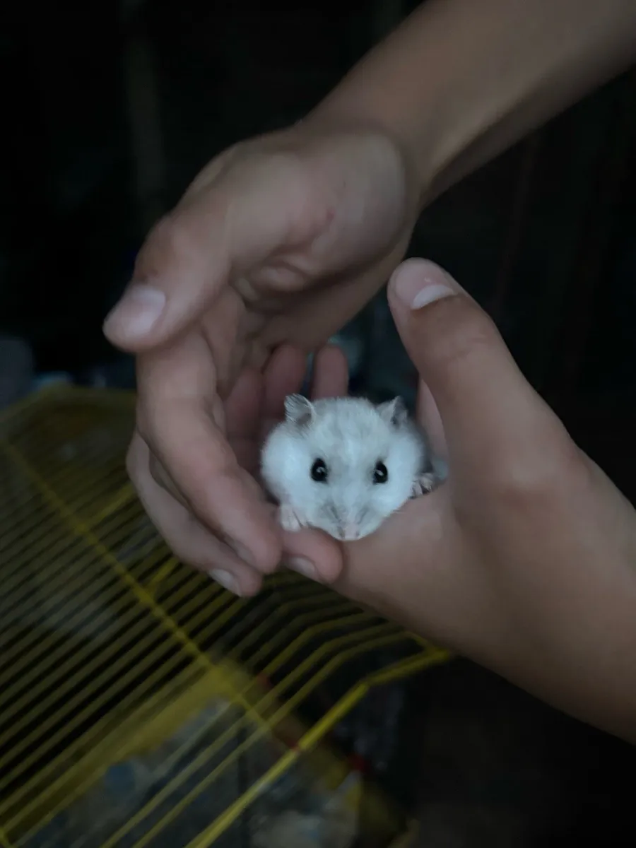 Hamster and cage - Image 1