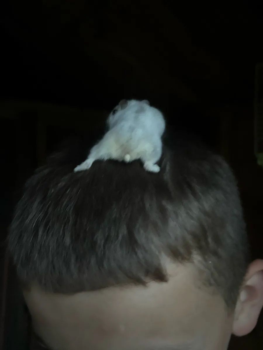 Hamster and cage - Image 2