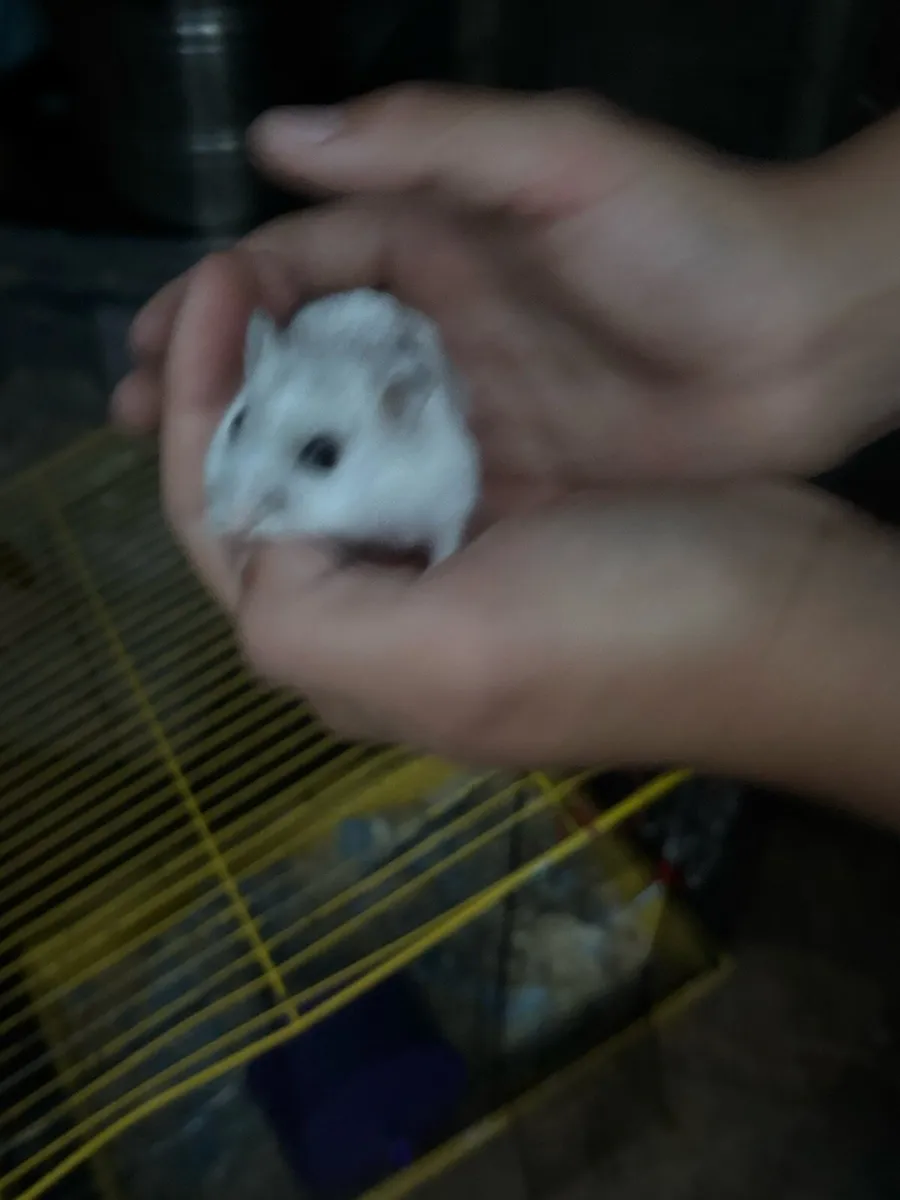 Hamster and cage - Image 3
