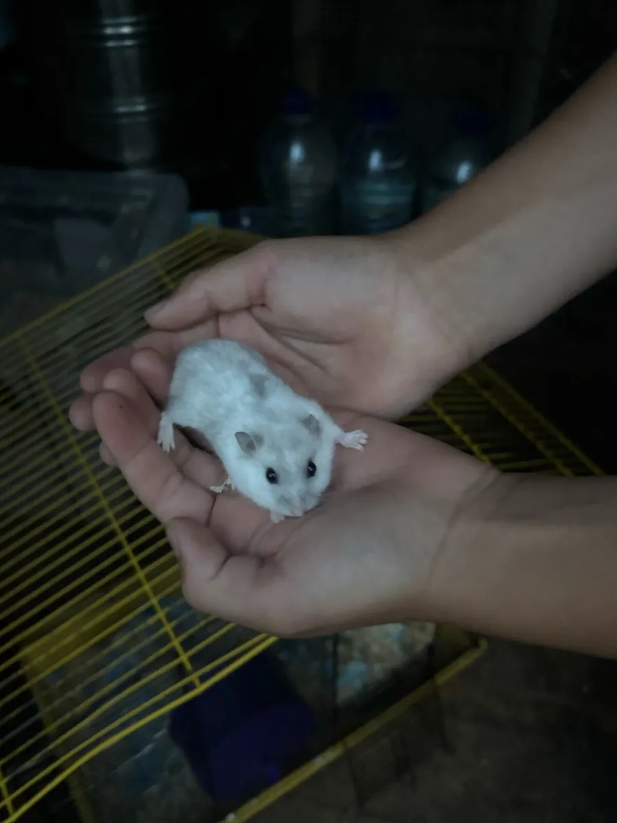 Hamster and cage - Image 4
