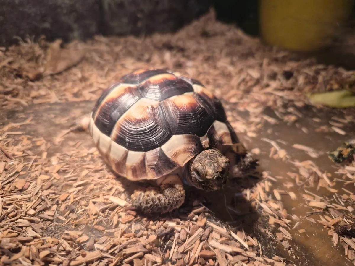 Tortoises 🐢 - Image 4