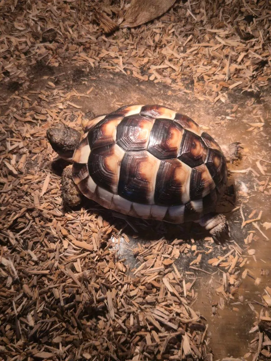 Tortoises 🐢 - Image 1